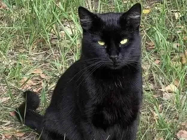 Gato ra a Exótico idade 2 a 6 meses nome Pluto