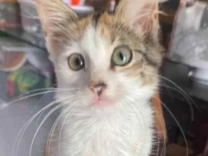 Gato raça SRD-ViraLata idade 2 a 6 meses nome luna