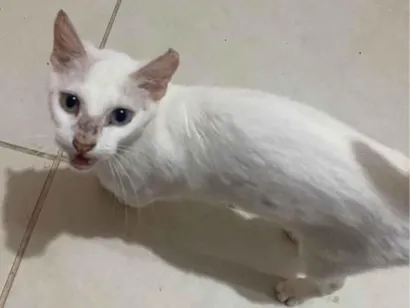 Gato raça SRD-ViraLata idade 1 ano nome sem nome 