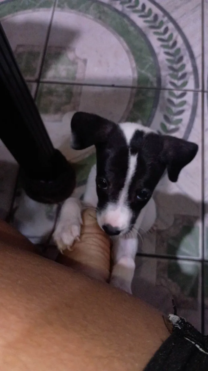 Cachorro ra a SRD-ViraLata idade Abaixo de 2 meses nome Thor