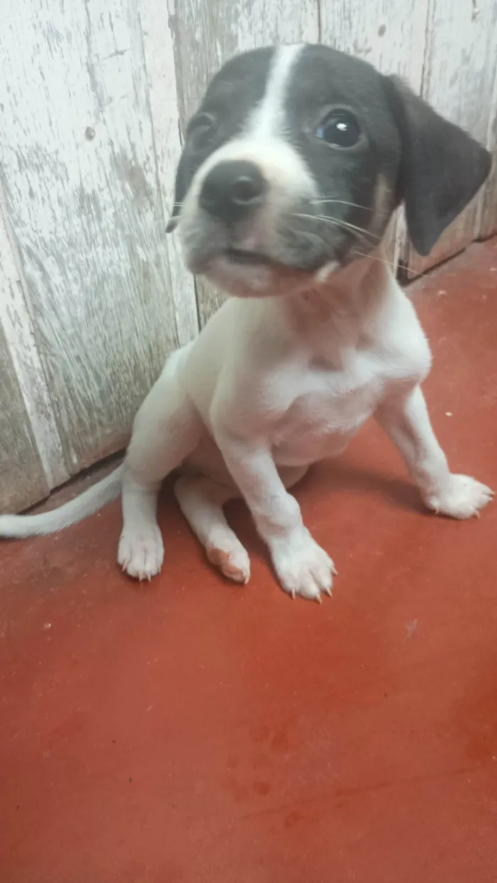 Cachorro ra a SRD-ViraLata idade Abaixo de 2 meses nome Thor