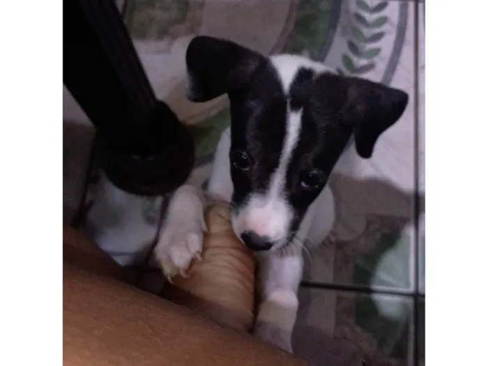 Cachorro ra a SRD-ViraLata idade Abaixo de 2 meses nome Thor