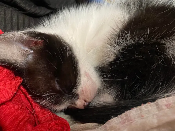 Gato ra a SRD-ViraLata idade 2 a 6 meses nome Gatinhos para doação 