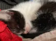 Gatinhos para doação