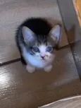 Gatinhos para doação