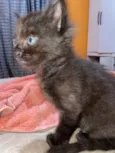 Gatinhos para doação