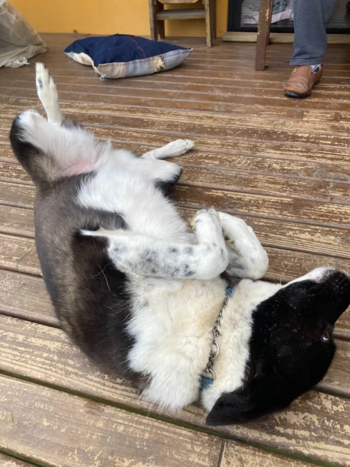 Cachorro ra a SRD-ViraLata idade 5 anos nome Bicudinho