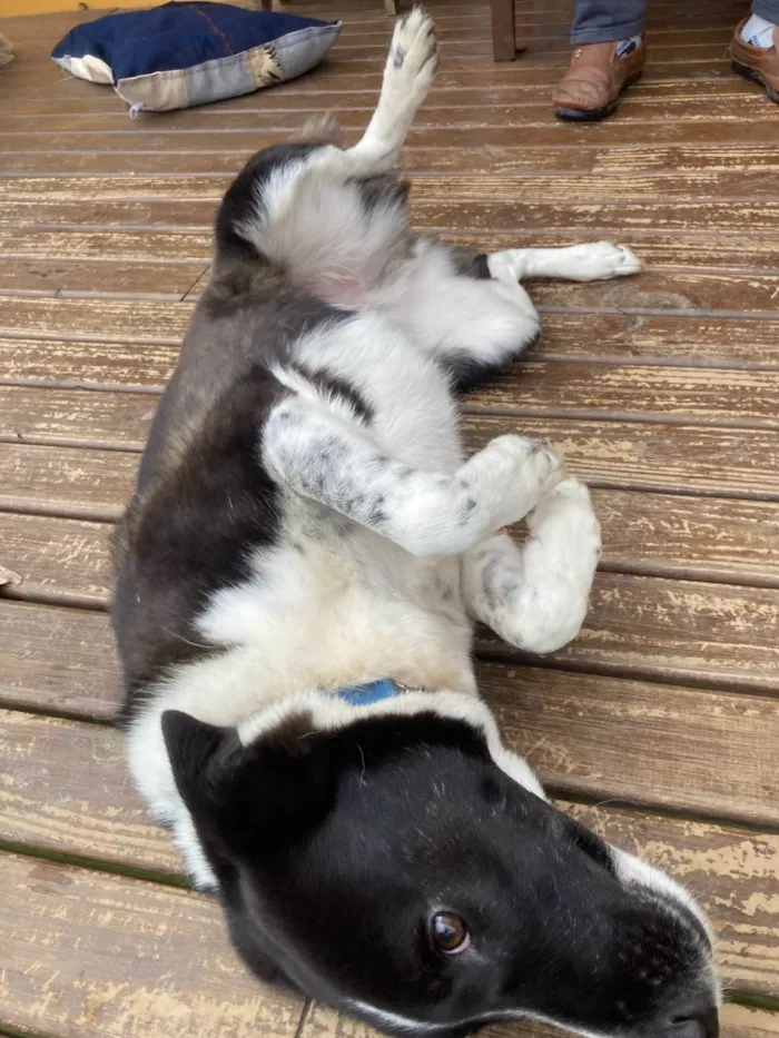 Cachorro ra a SRD-ViraLata idade 5 anos nome Bicudinho