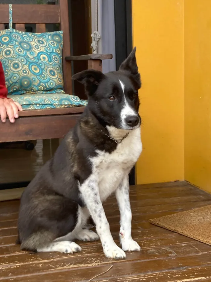 Cachorro ra a SRD-ViraLata idade 5 anos nome Bicudinho