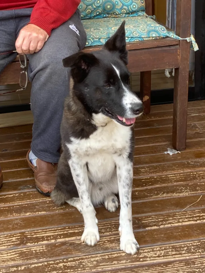 Cachorro ra a SRD-ViraLata idade 5 anos nome Bicudinho