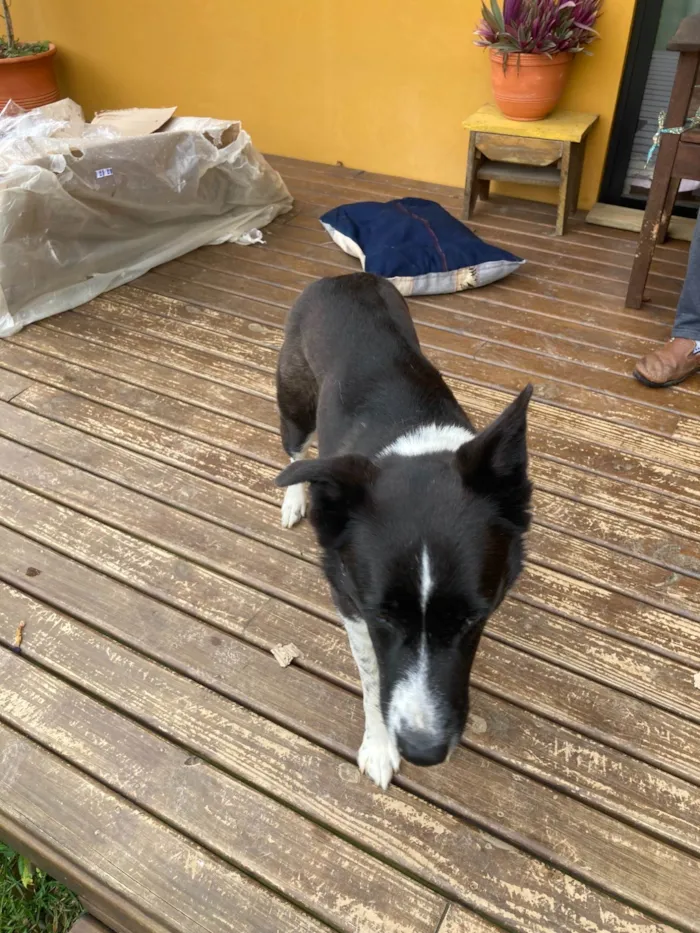 Cachorro ra a SRD-ViraLata idade 5 anos nome Bicudinho