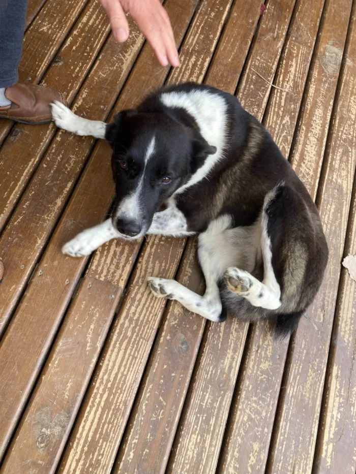 Cachorro ra a SRD-ViraLata idade 5 anos nome Bicudinho