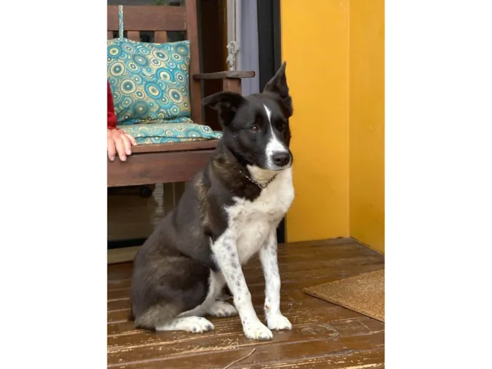 Cachorro ra a SRD-ViraLata idade 5 anos nome Bicudinho