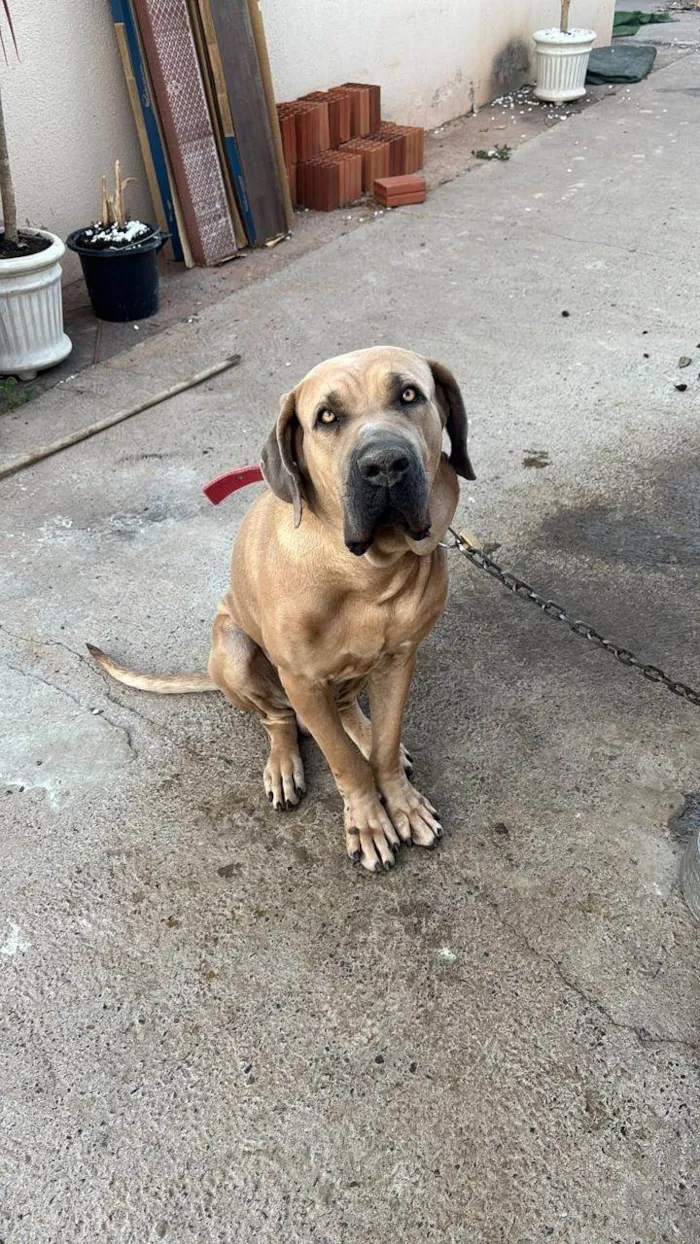 Cachorro ra a Fila idade 2 anos nome Maguila