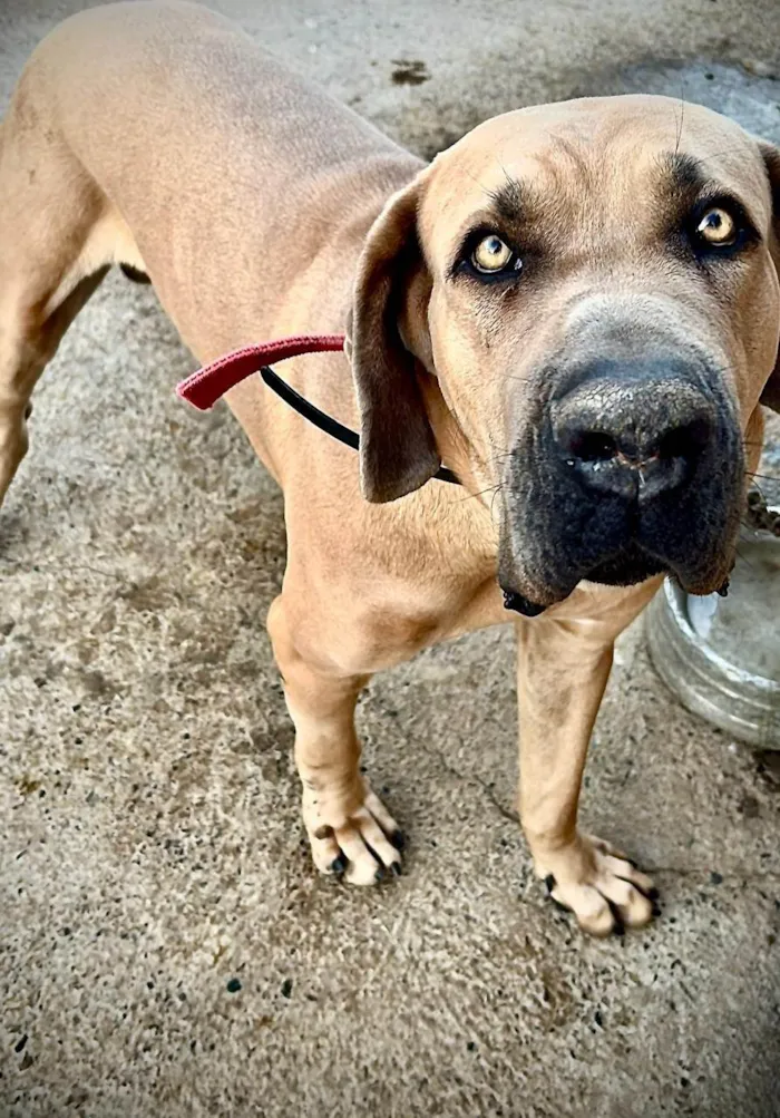 Cachorro ra a Fila idade 2 anos nome Maguila
