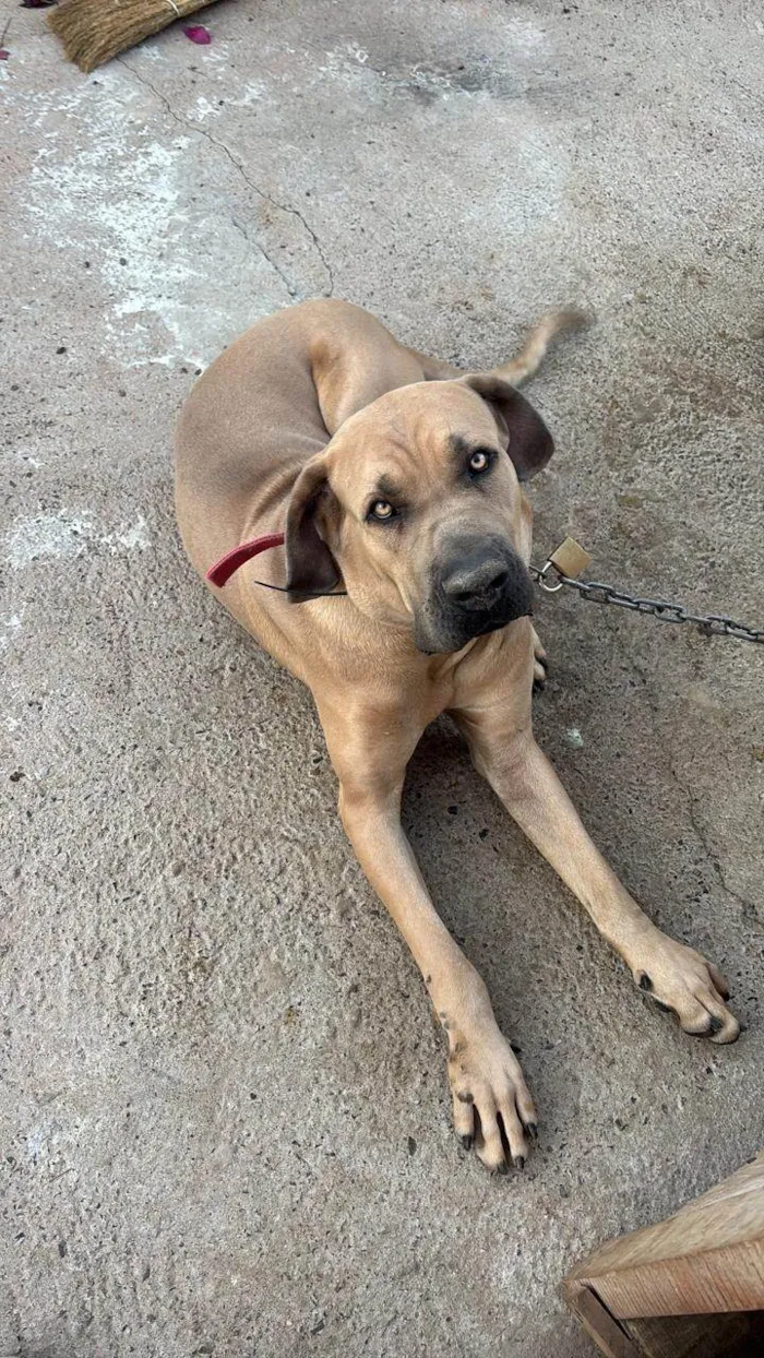 Cachorro ra a Fila idade 2 anos nome Maguila