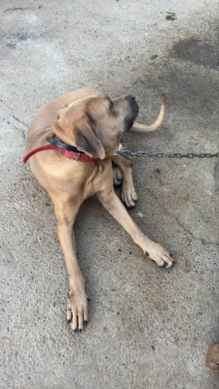 Cachorro ra a Fila idade 2 anos nome Maguila