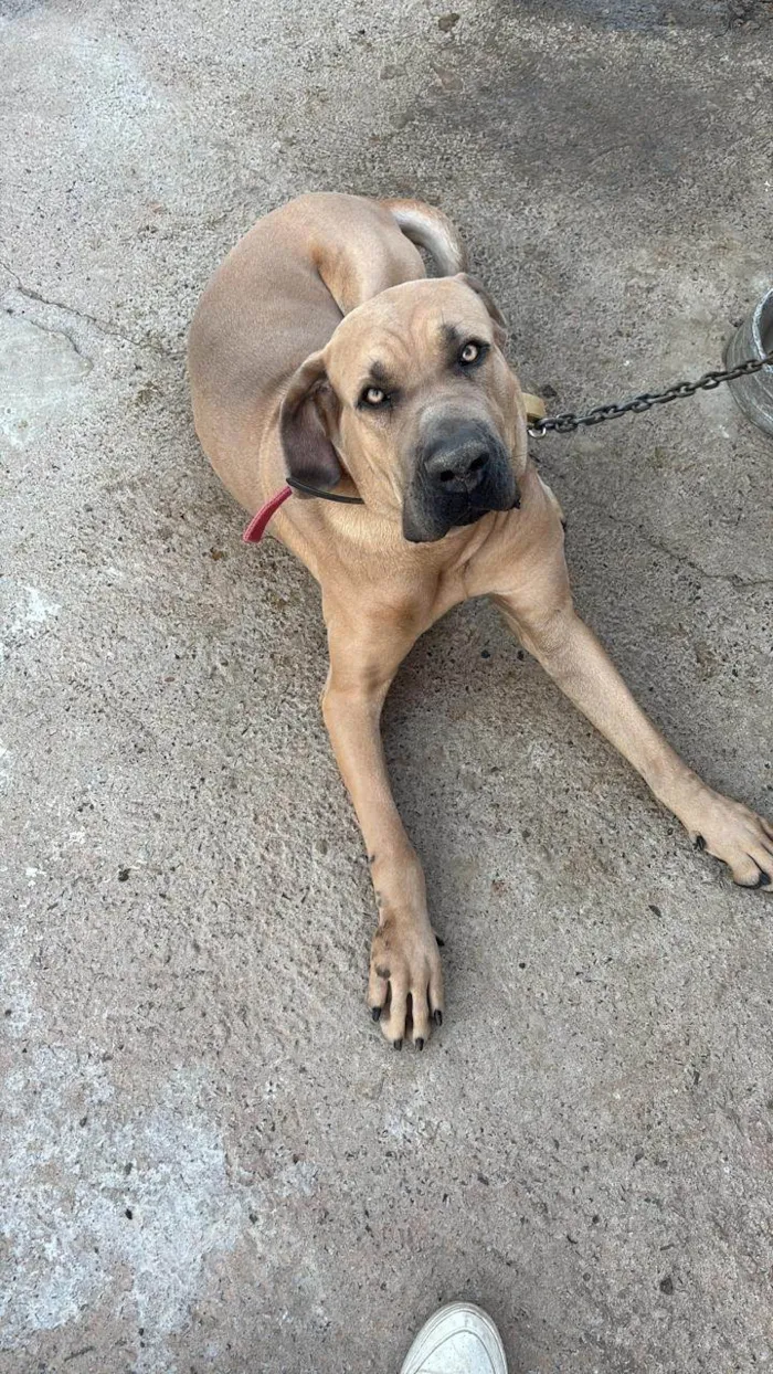 Cachorro ra a Fila idade 2 anos nome Maguila