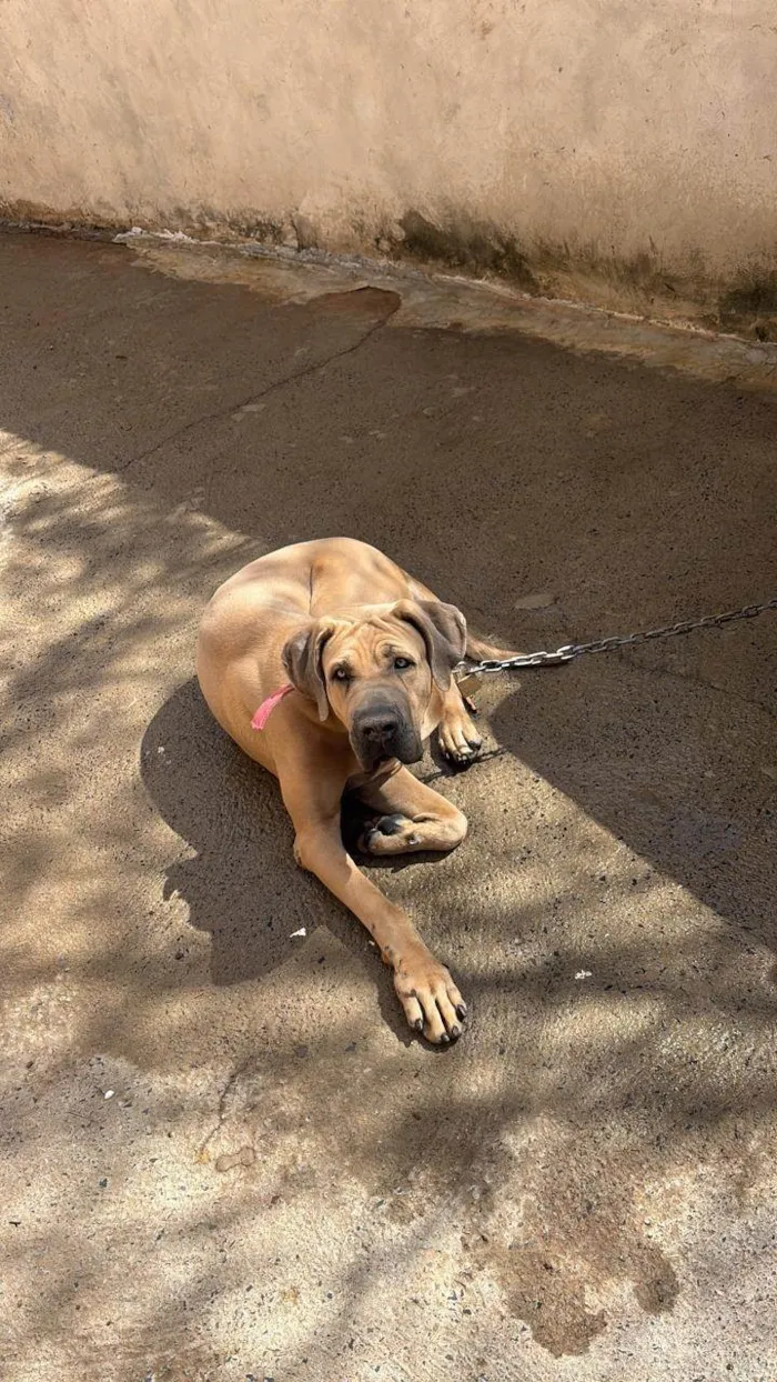 Cachorro ra a Fila idade 2 anos nome Maguila