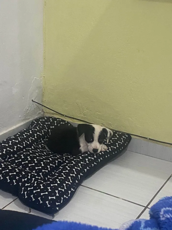 Cachorro ra a SRD-ViraLata idade 2 a 6 meses nome Puma
