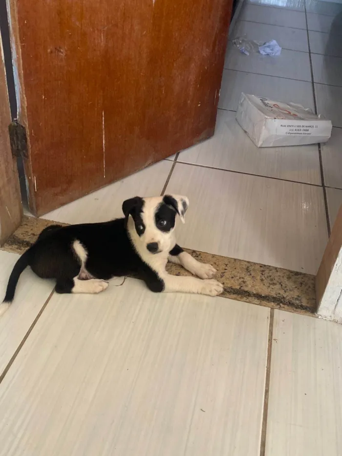 Cachorro ra a SRD-ViraLata idade 2 a 6 meses nome Puma