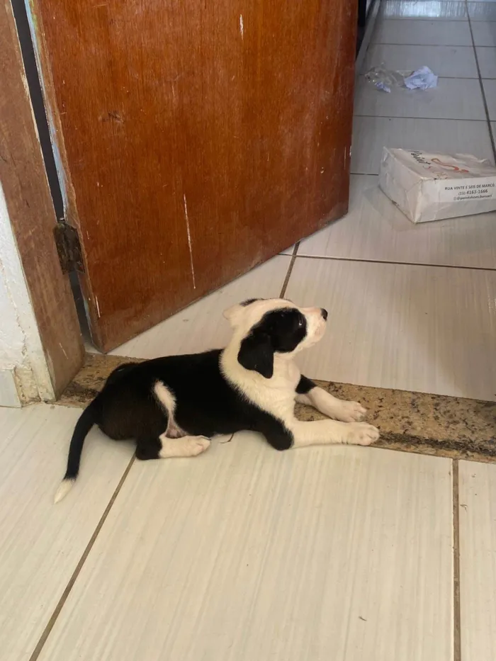 Cachorro ra a SRD-ViraLata idade 2 a 6 meses nome Puma