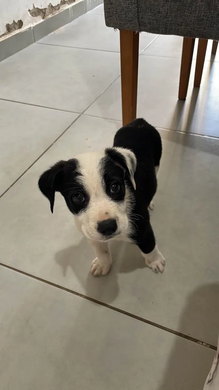 Cachorro ra a SRD-ViraLata idade 2 a 6 meses nome Puma