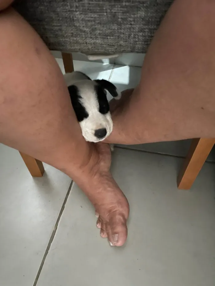 Cachorro ra a SRD-ViraLata idade 2 a 6 meses nome Puma
