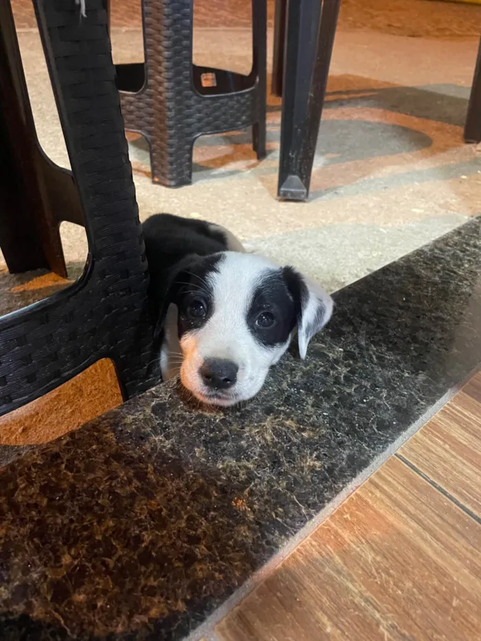 Cachorro ra a SRD-ViraLata idade 2 a 6 meses nome Puma