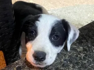 Cachorro raça SRD-ViraLata idade 2 a 6 meses nome Puma