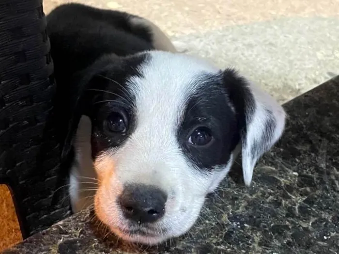 Cachorro ra a SRD-ViraLata idade 2 a 6 meses nome Puma