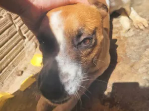 Cachorro raça SRD-ViraLata idade 1 ano nome Luna