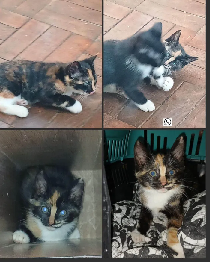 Gato ra a SRD-ViraLata idade Abaixo de 2 meses nome Gatinha