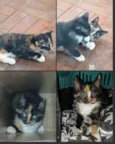 Gatinha