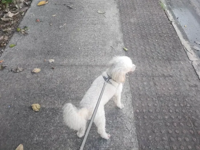 Cachorro ra a Poodle idade 6 ou mais anos nome Harold