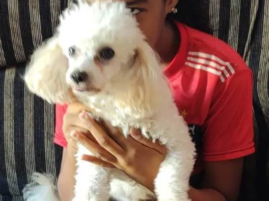 Cachorro ra a Poodle idade 6 ou mais anos nome Harold