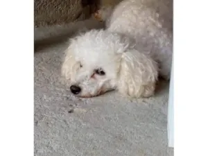 Cachorro raça Poodle idade 6 ou mais anos nome Harold