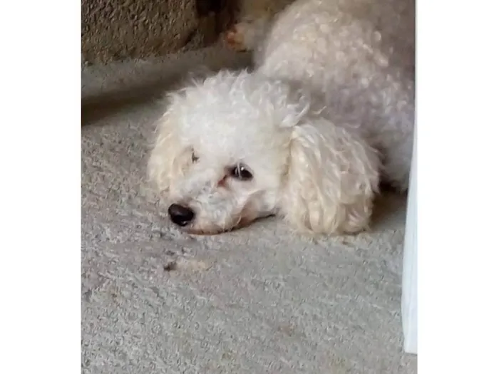 Cachorro ra a Poodle idade 6 ou mais anos nome Harold