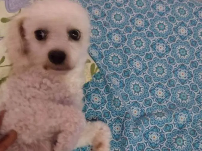 Cachorro ra a Poodle idade 6 ou mais anos nome Harold