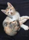 Filhotes Fofinhos de Gato