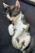 Filhotes Fofinhos de Gato