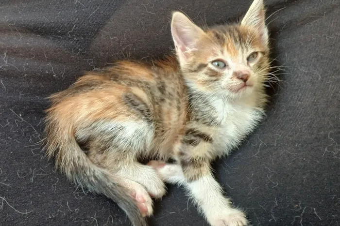 Gato ra a SRD-ViraLata idade Abaixo de 2 meses nome Filhotes Fofinhos de Gato
