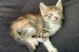 Filhotes Fofinhos de Gato