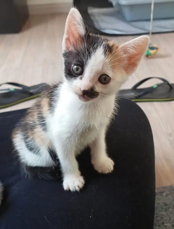 Gato ra a SRD-ViraLata idade Abaixo de 2 meses nome Filhotes Fofinhos de Gato