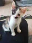 Filhotes Fofinhos de Gato
