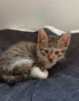 Filhotes Fofinhos de Gato