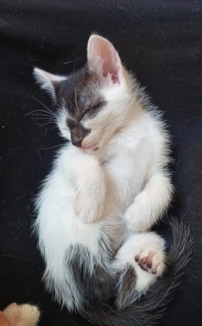 Gato ra a SRD-ViraLata idade Abaixo de 2 meses nome Filhotes Fofinhos de Gato