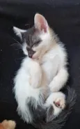 Filhotes Fofinhos de Gato