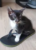 Filhotes Fofinhos de Gato