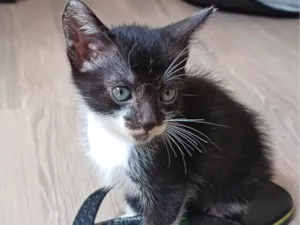 Gato raça SRD-ViraLata idade Abaixo de 2 meses nome Filhotes Fofinhos de Gato
